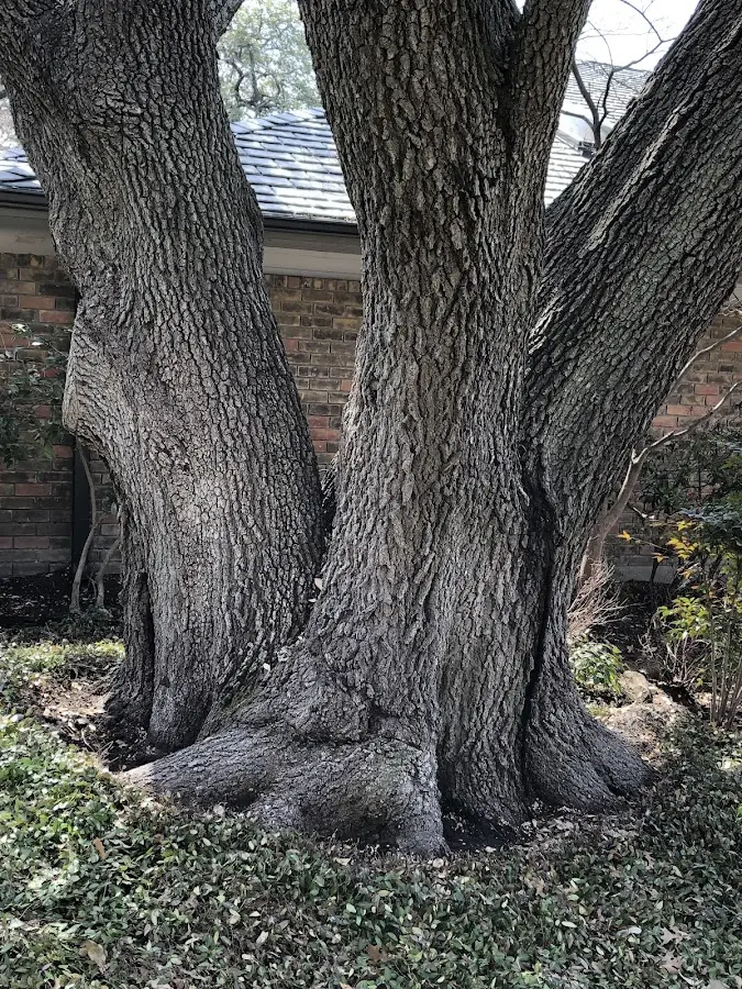 Mature heritage tree close to a Burlington property cared for by certified arborists